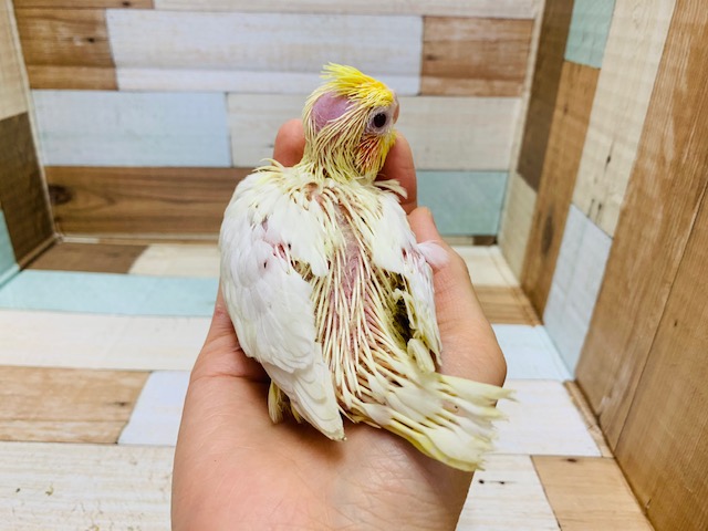オカメインコ