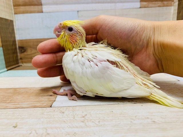 オカメインコ