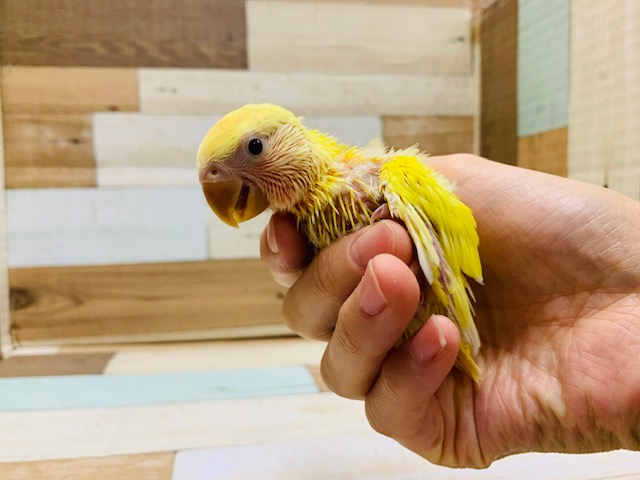 コザクラインコ（小桜インコ）