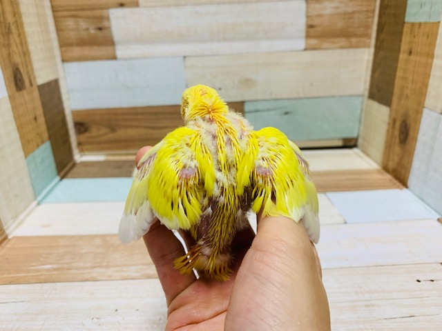 コザクラインコ（小桜インコ）