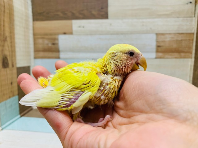 コザクラインコ（小桜インコ）