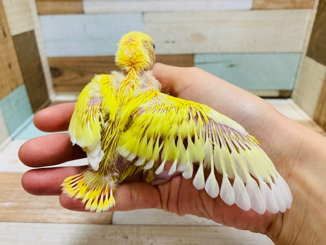 コザクラインコ（小桜インコ）