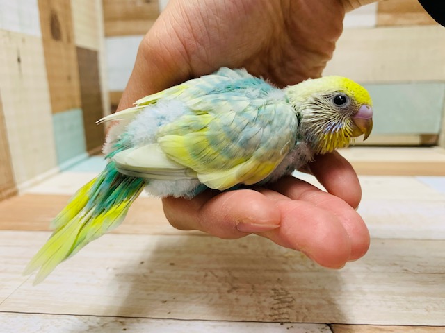セキセイインコ