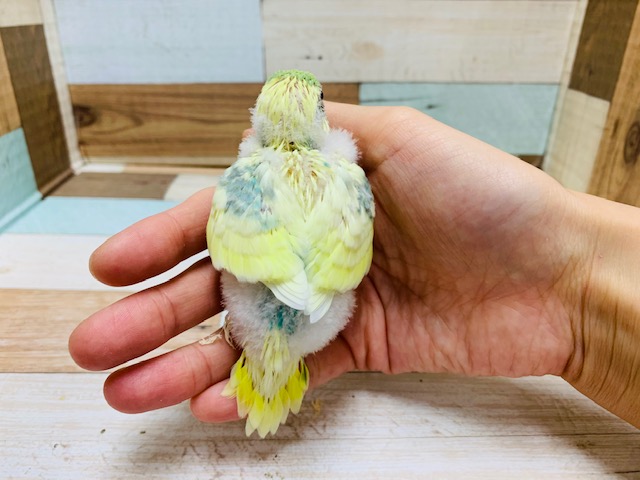 セキセイインコ