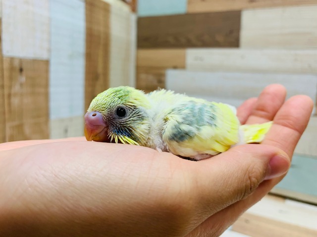 セキセイインコ