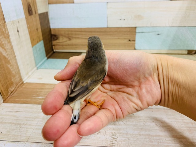 錦花鳥（キンカチョウ）