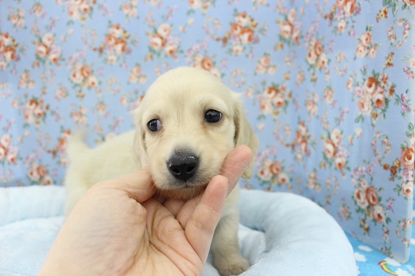 ミニチュアダックス