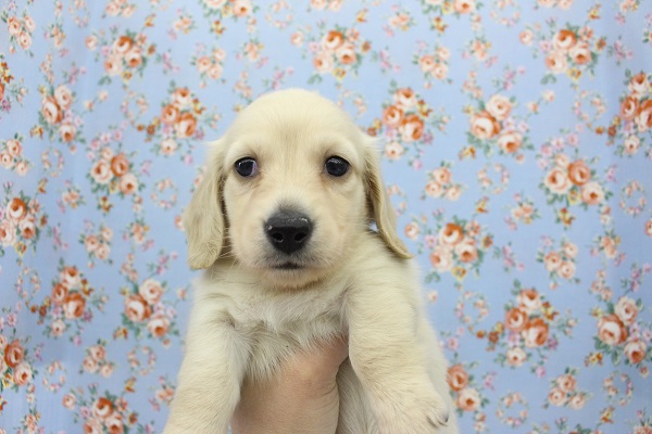 ミニチュアダックス