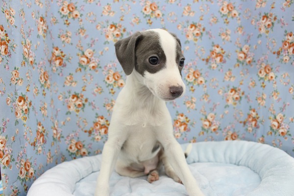 イタリアングレーハウンド