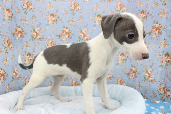 イタリアングレーハウンド