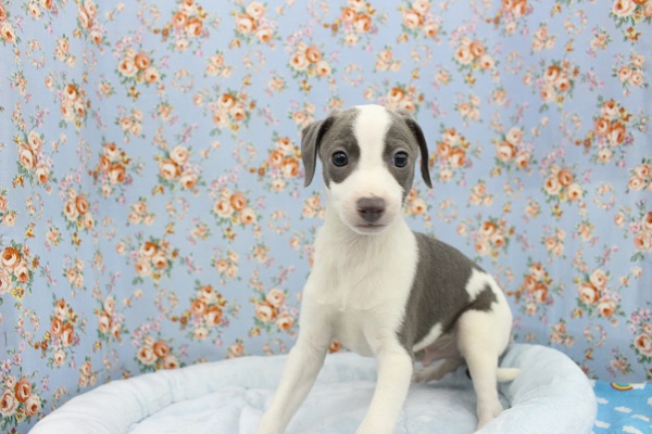 イタリアングレーハウンド