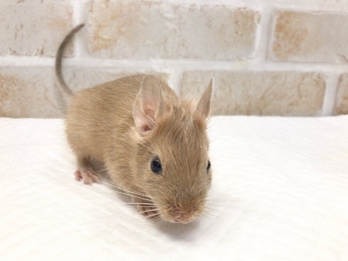 デグー(サンド)の女の子! デグー