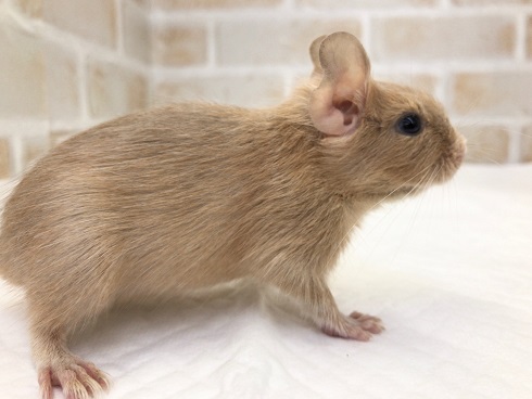 デグー(サンド)の女の子! デグー