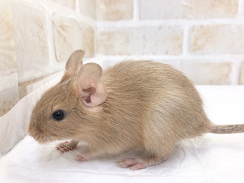 デグー(サンド)の女の子! デグー