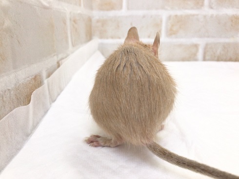 デグー(サンド)の女の子! デグー