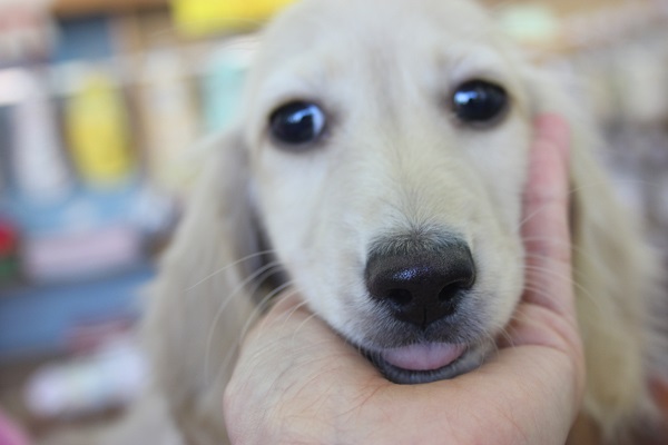 ミニチュアダックス