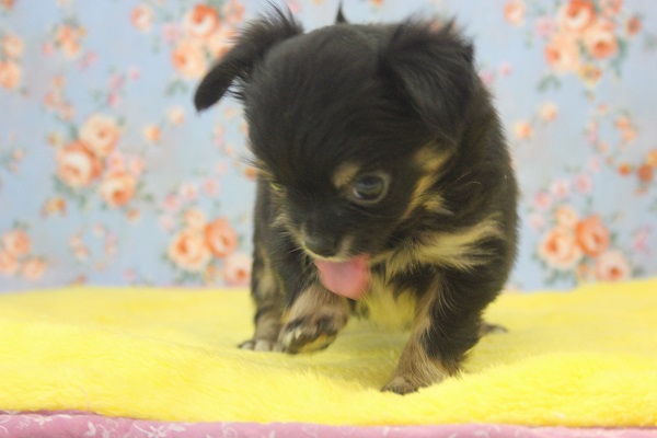 テコテコ一生懸命♪チワワくん(ブラックタン)♂ チワワ