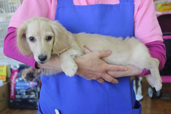 顔も性格も最高にかわいい!!!Mダックスくん♂ ミニチュアダックス