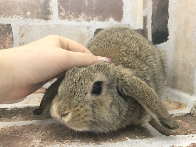 ロップイヤーラビット