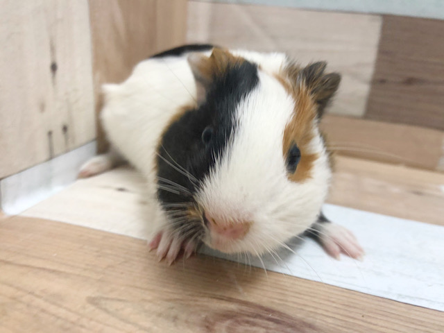 イングリッシュモルモット