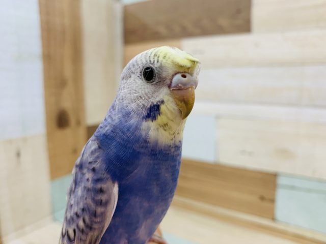 梵天セキセイインコ