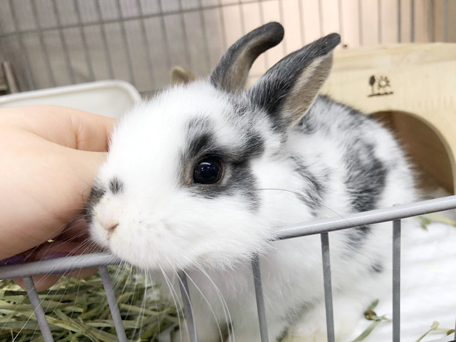 ミニウサギ