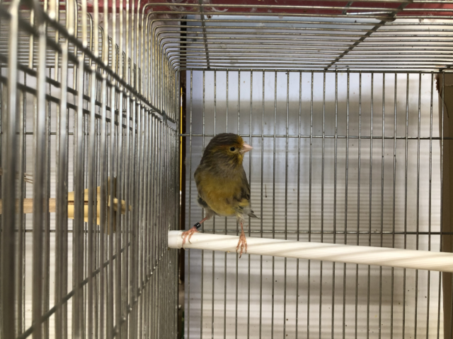 モザイクカナリア