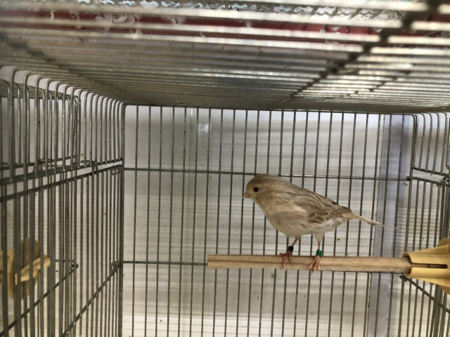 モザイクカナリア