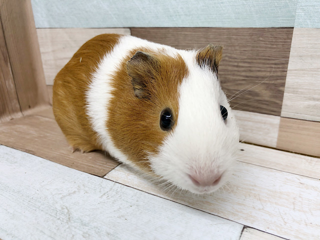 イングリッシュモルモット