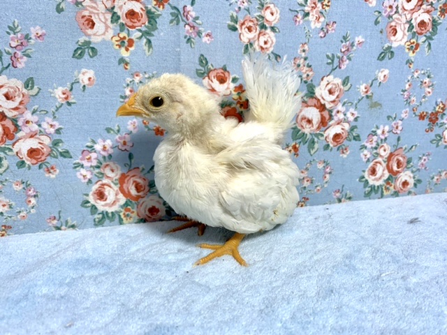 銀鈴並チャボ（ギンスズナミチャボ）