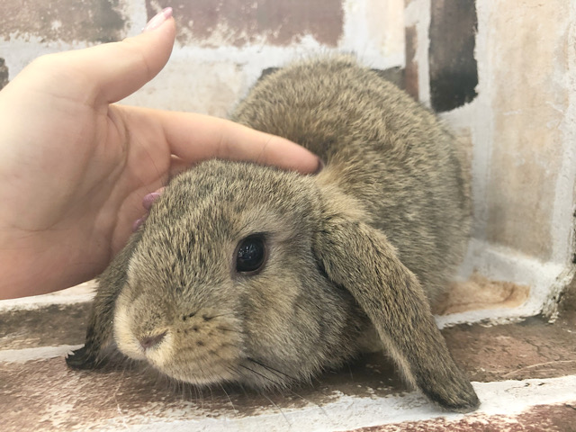 ロップイヤーラビット