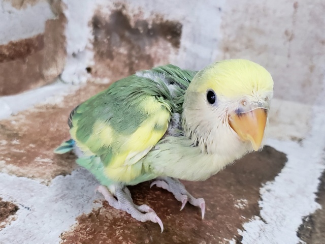 コザクラインコ（小桜インコ）