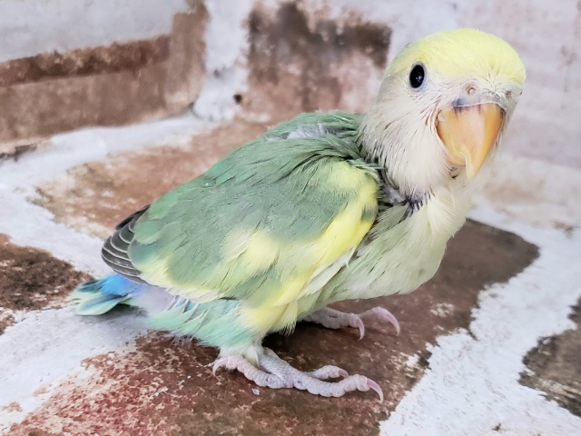 コザクラインコ（小桜インコ）