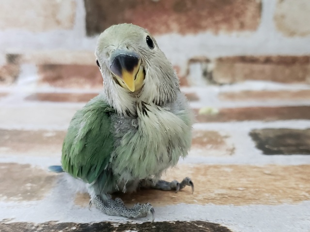 コザクラインコ（小桜インコ）