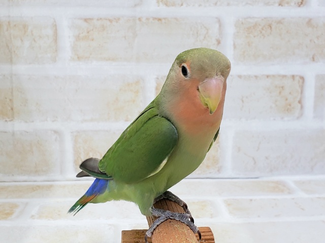 コザクラインコ（小桜インコ）