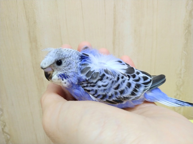 羽衣セキセイインコ