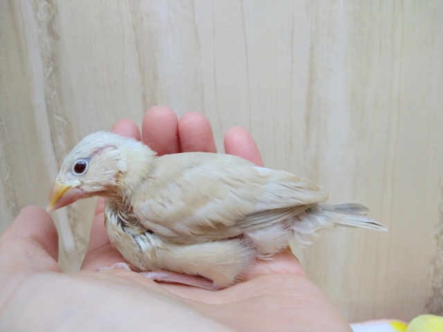 シナモン文鳥