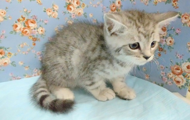 スコティッシュフォールド