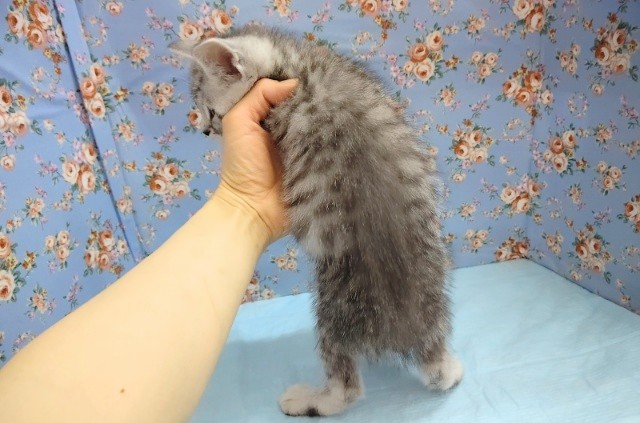 スコティッシュフォールド