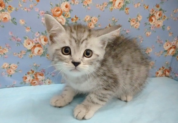 スコティッシュフォールド