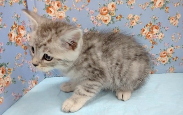 スコティッシュフォールド