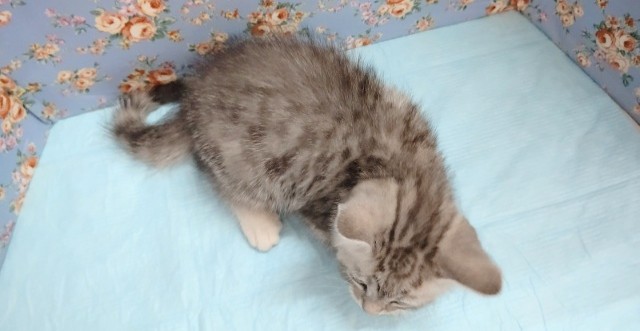 スコティッシュフォールド