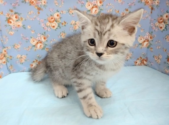 スコティッシュフォールド