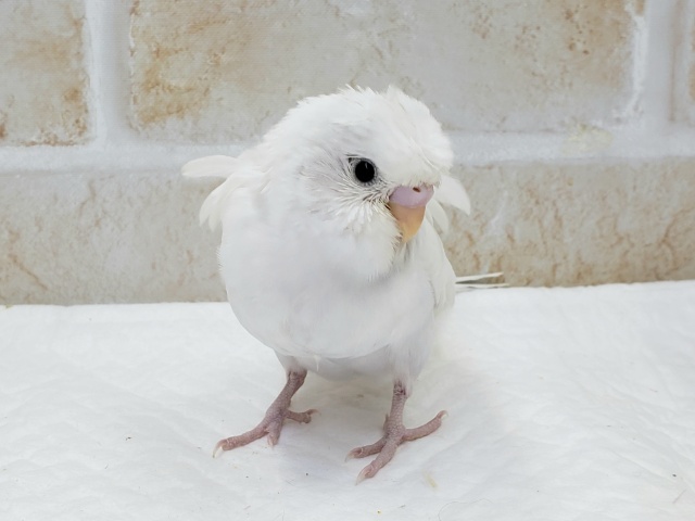 羽衣セキセイインコ
