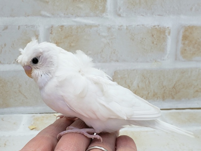 羽衣セキセイインコ