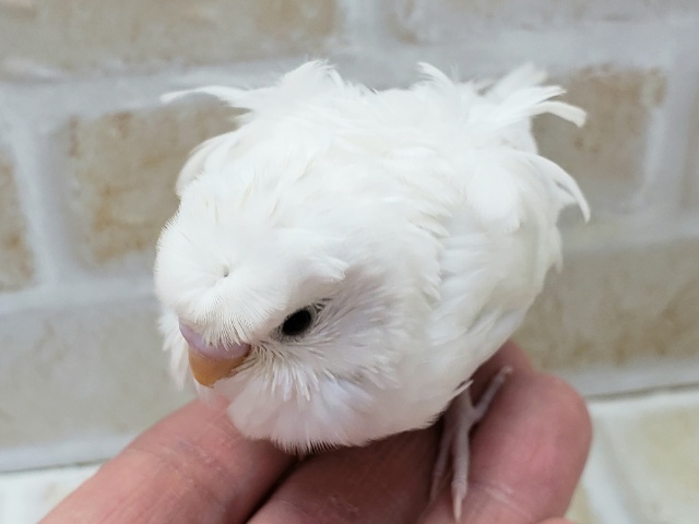 羽衣セキセイインコ