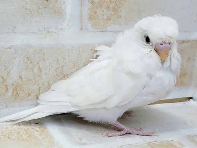 羽衣セキセイインコ