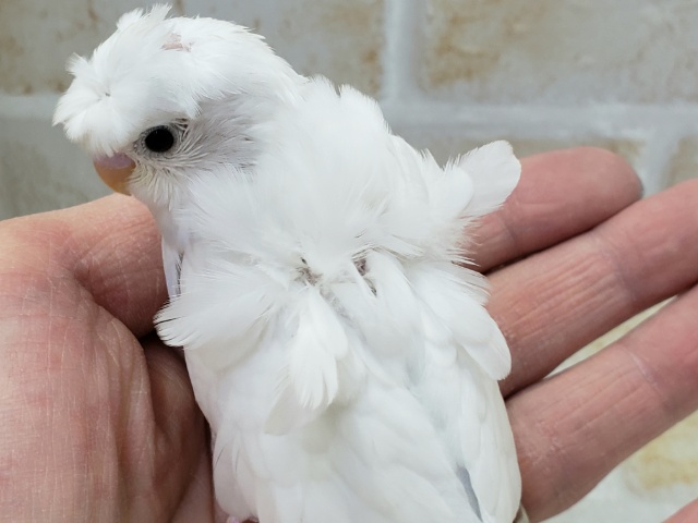 羽衣セキセイインコ