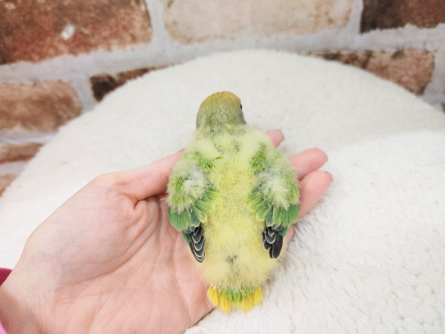 コザクラインコ（小桜インコ）