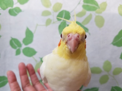 オカメインコ